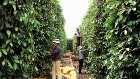 Binh Phuoc targets sustainable pepper supply chain