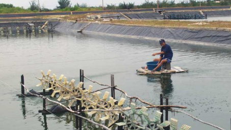 Central coastal provinces eye sustainable shrimp farming 