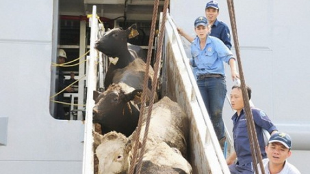 Vinamilk imports over 2,000 cows from US 