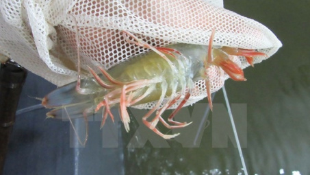 Ca Mau targets shrimp exports of 2 billion USD by 2020 