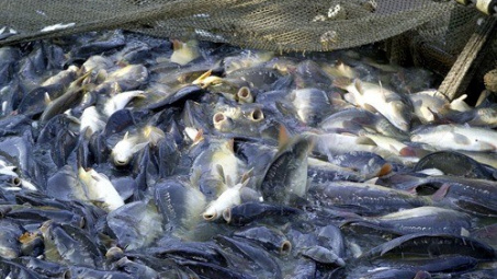 Government issues tra fish regulations 