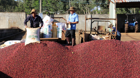 Coffee export soars in two months