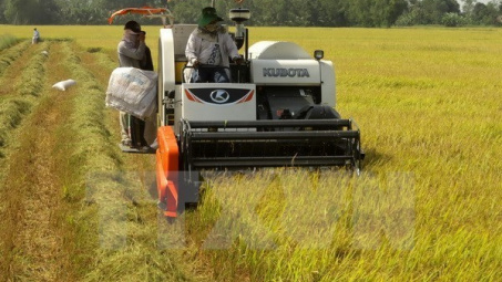 Can Tho develops high-quality large-scale fields 