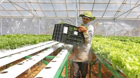 Japanese firms plan to invest in agriculture in Ha Nam