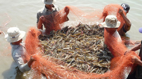 Mekong Delta farmers begin shrimp harvest