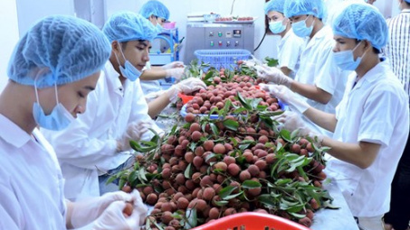 Fruit, vegetable exports hit 1.38 billion USD in 5 months 