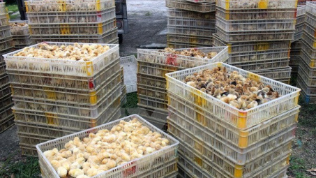 Cao Bang seized smuggled chicken from China