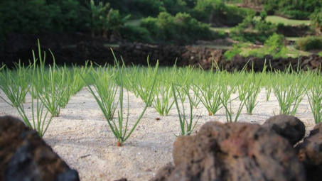 Ly Son to develop organic garlic farm 