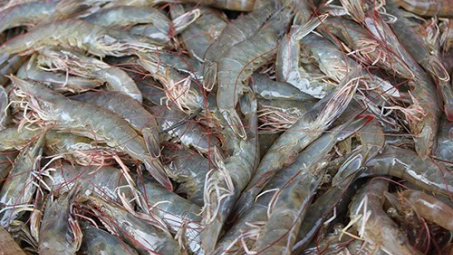 White-leg shrimp farming’s profits lower than tiger prawn