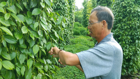 Vietnam pepper faces difficult year