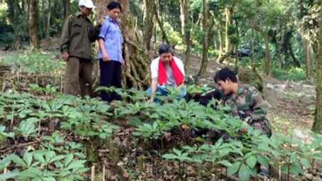221 million USD Ngoc Linh ginseng project launched 