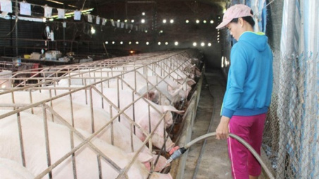 State Bank moves to aid pig farmers 