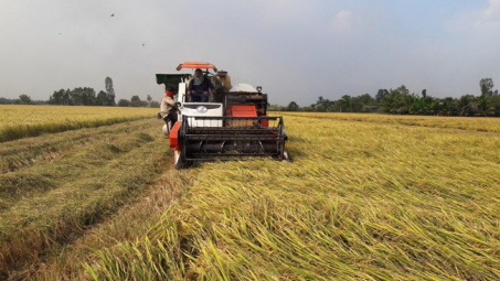 Mekong Delta’s winter-spring rice output falls