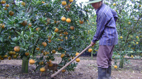 Phân bón Văn Điển với các vùng sản xuất chuyên canh ở các tỉnh Bắc miền Trung