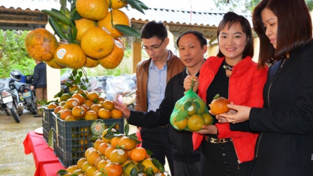 Luc Yen orange awarded collective trademark