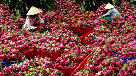 Australia approves in principle import of Vietnam’s dragon fruit