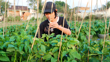 Herbal plant preservation yields large profit