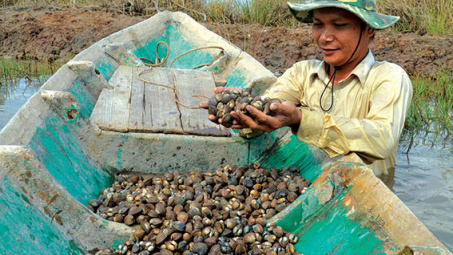 Ba Ria-Vung Tau: Oyster farming brings stable incomes to locals