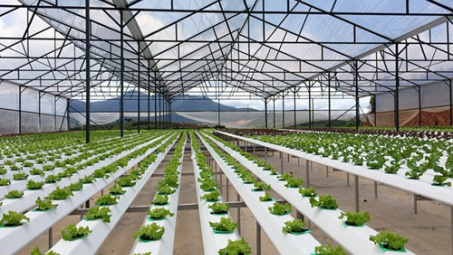 Mekong Delta urges more high-tech farming investment