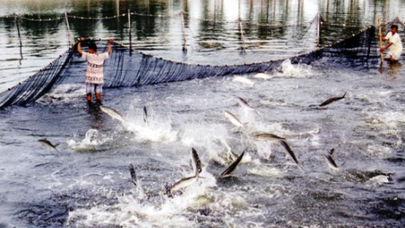 US increases tuna imports from Vietnam 