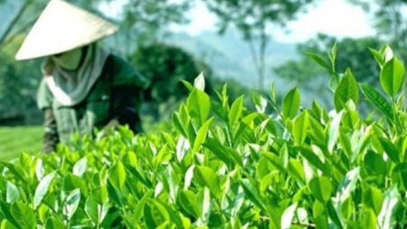 Thai Nguyen spends big to promote tea trade mark 