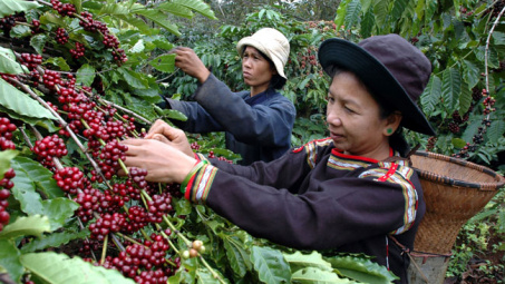 Certified coffee farming improves local income in Dak Lak 