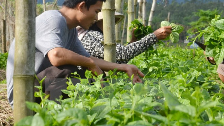 Phu Quoc develops hi-tech agriculture 