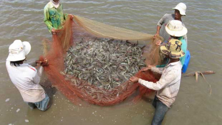 Ca Mau dense shrimp farming area expanded