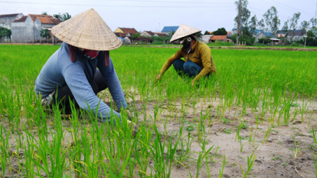 Rice farmers rue missing out on price rise