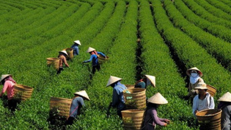 Vietnam appeals for more support from int’l agriculture fund 