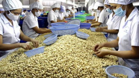 Cashew sector faces difficulties in 2017 