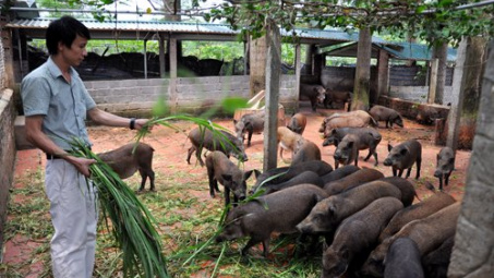 RoK helps Quang Tri develop organic farming 