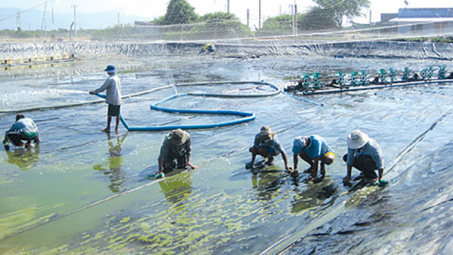 VietGap a windfall for shrimp farmers 