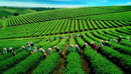 Quyết tâm hoàn thành mục tiêu về sắp xếp, đổi mới các Công ty nông, lâm nghiệp