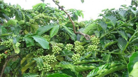 Đa yếu tố NPK Văn Điển, một hướng đi mới trong canh tác nông nghiệp bền vững
