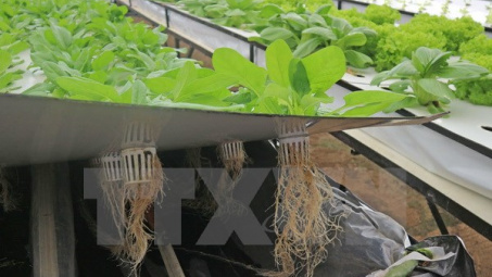 Nông dân Đà Lạt thành công với trồng rau trong không khí