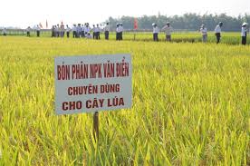 Thương hiệu phân bón Văn Điển trên vùng đất chua trũng