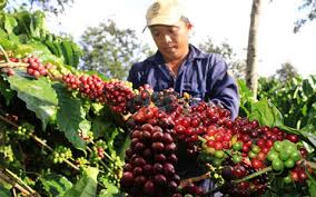 PGS. Mai Quang Vinh chỉ cách bón phân Văn điển hiệu quả nhất
