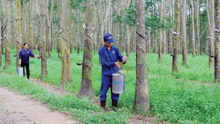 Quang Tri signs rubber plantation contract with Laos