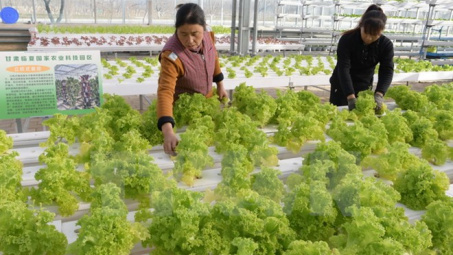 Ăn nhiều rau xanh giúp ngăn chặn chứng mất trí nhớ ở tuổi già