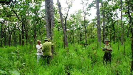 Vietnam records progress in forestry development
