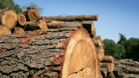 Wood, timber product exports to hit 8 billion USD