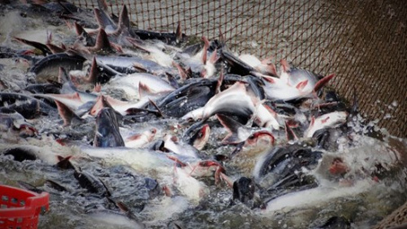 Aquaculture output scales up 8 percent