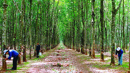 Vietnam makes effective rubber investment in Lao province