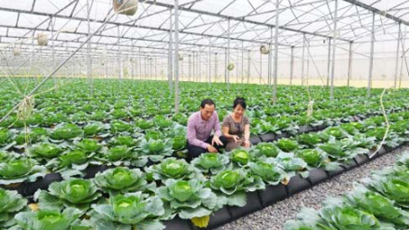 Organic farming – important part of Vietnam’s agriculture, PM says