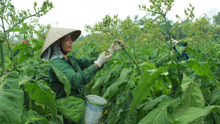 Tăng hạn ngạch thuế quan NK thuốc lá nguyên liệu năm 2018