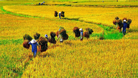 Auspicious start to Vietnamese rice export in 2018