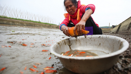 Lội bùn bắt cá 'Táo quân"