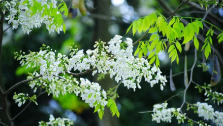 Đẹp ngỡ ngàng mùa hoa sưa Hà Nội