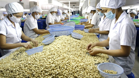 Hạt điều Bình Phước được chứng nhận Chỉ dẫn địa lý